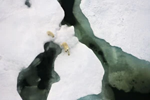 Polar bear (Ursus maritimus) aerial view of sow with cub along the Arctic coast in summer