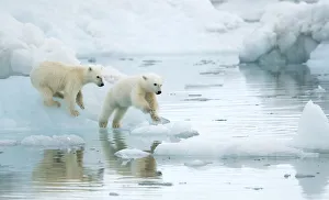 Polar bear (Ursus maritimus), two cubs playing, leaping across sea ice, reflected in water Polar bear (Ursus maritimus), two cubs playing, leaping across sea ice, reflected in water