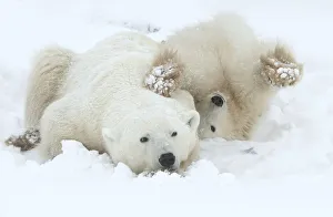 Polar bear (Ursus maritimus) female and cub resting, Churchill, Canada, November Polar bear (Ursus maritimus) female and cub resting, Churchill, Canada, November