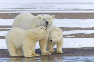 Polar bear (Ursus maritimus), female with two cubs, on a barrier island outside Kaktovik Polar bear (Ursus maritimus), female with two cubs, on a barrier island outside Kaktovik