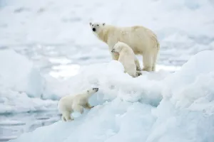 Polar bear (Ursus maritimus) female and cubs, one cub walking up slope of ice in Polar bear (Ursus maritimus) female and cubs, one cub walking up slope of ice in