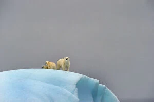 Images Dated 24th August 2010: Polar bear (Ursus maritimus) female and her two cubs on large iceberg off Baffin Island