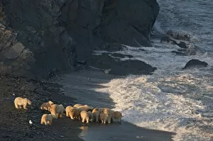 Images Dated 18th September 2011: Polar bear (Ursus maritimus) group feeding on carcass on beach, Wrangel Island, Far Eastern Russia