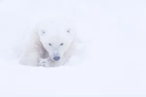Polar bear (Ursus maritimus) huddled in snow, Churchill, Hudson Bay, Manitoba, Canada Polar bear (Ursus maritimus) huddled in snow, Churchill, Hudson Bay, Manitoba, Canada