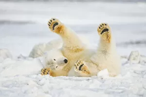 Polar bear (Ursus maritimus) juvenile rolling around on newly formed pack ice