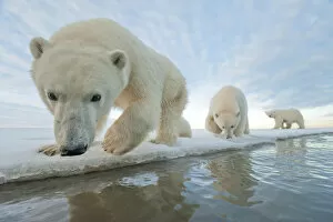 Images Dated 14th October 2013: Polar bear (Ursus maritimus) mother with two juveniles walking along ice edge during