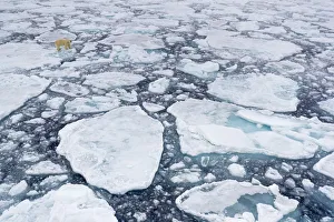 Polar bear (Ursus maritimus) moving around on ice floe, looking for food, Svalbard Polar bear (Ursus maritimus) moving around on ice floe, looking for food, Svalbard