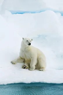 Polar bear (Ursus maritimus) resting on pack ice, Svalbard, Arctic Norway, vulnerable Polar bear (Ursus maritimus) resting on pack ice, Svalbard, Arctic Norway, vulnerable
