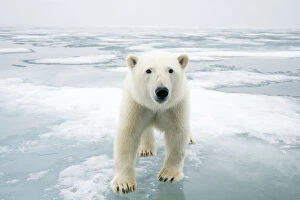 Images Dated 9th August 2009: Polar bear (Ursus maritimus) on sea ice, off the coast of Svalbard, Norway
