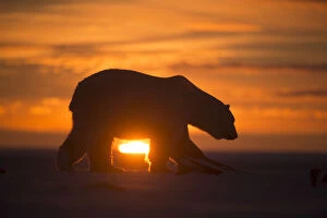 Images Dated 26th October 2014: Polar bear (Ursus maritimus) silhouetted against setting sun, Bernard Spit, off the 1002 Area