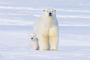 Images Dated 24th March 2009: Polar bear (Ursus maritimus) sow with her cub outside their den in late winter