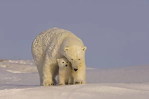Images Dated 24th March 2006: Polar bear (Ursus maritimus) sow with her cubs, newly emerged from their den on the Arctic coast