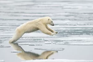 Images Dated 9th August 2009: Polar bear (Ursus maritimus) sow jumping while hunting for seals on sea ice, off