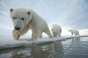 Images Dated 14th October 2013: Polar bear (Ursus maritimus) sow with two juveniles walk along the ice edge during autumn freeze up