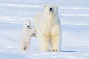 Images Dated 24th March 2009: Polar bear (Ursus maritimus) sow standing with her cub outside their den in late winter