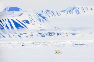 Polar bear (Ursus maritimus) Spitsbergen, Svalbard, Norway, June 2009 Polar bear (Ursus maritimus) Spitsbergen, Svalbard, Norway, June 2009