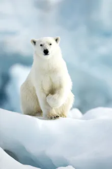 Polar bear (Ursus maritimus) standing on ice. Svalbard, Norway, July Polar bear (Ursus maritimus) standing on ice. Svalbard, Norway, July