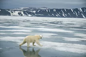 Images Dated 7th August 2009: Polar bear (Ursus maritimus) traveling along the coast on sea ice in search of seals