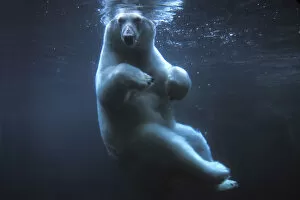 Images Dated 20th November 2012: Polar bear (Ursus maritimus) underwater view swimming in a pool, Anchorage Zoo, Alaska, USA
