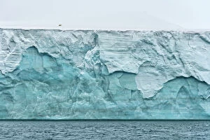 Distant Gallery: Polar bear (Ursus maritimus) walking on Champ Island glacier above the sea