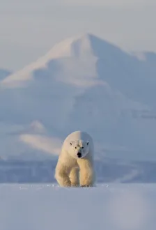 Polar bear (Ursus maritimus) walking across ice, snow covered mountain in background Polar bear (Ursus maritimus) walking across ice, snow covered mountain in background
