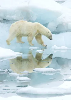 Polar bear (Ursus maritimus) walking across sea ice, reflected in water. Svalbard Polar bear (Ursus maritimus) walking across sea ice, reflected in water. Svalbard