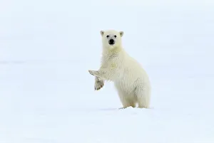 Polar bear (Ursus maritimus) very young cub, probably only a few months old, standing Polar bear (Ursus maritimus) very young cub, probably only a few months old, standing