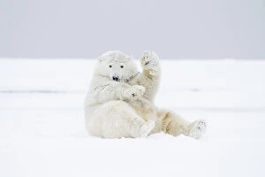 Images Dated 17th October 2009: Polar bear (Ursus maritimus) young male playing / rolling around in the snow along