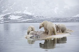 Three Polar bears (Ursus maritimus) feeding on dead whale, Svalbard, Norway, September Three Polar bears (Ursus maritimus) feeding on dead whale, Svalbard, Norway, September
