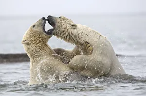 Polar bears (Ursus maritimus) fighting in water. Beaufort Sea , Kaktovik, Alaska, USA Polar bears (Ursus maritimus) fighting in water. Beaufort Sea , Kaktovik, Alaska, USA