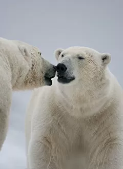 Images Dated 16th September 2009: Two Polar bears (Ursus maritimus) interacting, Svalbard, Norway, September 2009