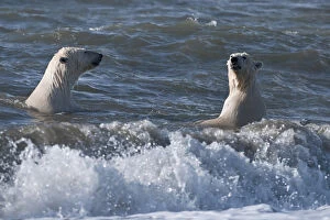 Images Dated 19th September 2010: Polar bears (Ursus maritimus) juveniles playing in waves, Wrangel Island, Far Eastern Russia