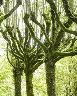 Pollarded limes trees (Tilia cordata)covered in moss and ivy, Pierrefitte, France Pollarded limes trees (Tilia cordata)covered in moss and ivy, Pierrefitte, France