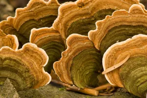 Polypore fungus (Coriolus versicolor) on a stump in Corkova Uvala virgin forest Polypore fungus (Coriolus versicolor) on a stump in Corkova Uvala virgin forest
