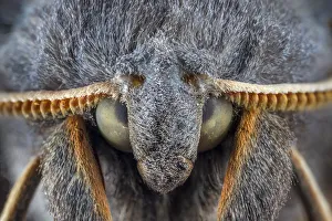 Poplar Hawkmoth (Laothoe populi) male, detail of head showing finely divided antennae Poplar Hawkmoth (Laothoe populi) male, detail of head showing finely divided antennae