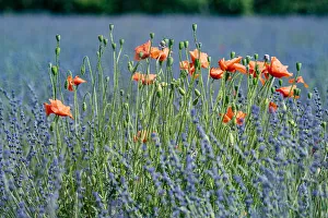Poppies (Papaver rhoeas) in lavender field, near Sault, Vaucluse, France, September Poppies (Papaver rhoeas) in lavender field, near Sault, Vaucluse, France, September