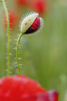 Poppy (Papaver rhoeas) flowers and bud. Sierra de Grazalema Natural Park, southern Spain, May Poppy (Papaver rhoeas) flowers and bud. Sierra de Grazalema Natural Park, southern Spain, May