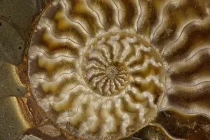 Geological Prints: Cleoniceras spp. Print, Upper Early Cretaceous Ammonite