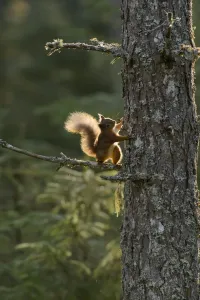 Red Squirrel Print on Scots Pine, Black Isle, Scotland