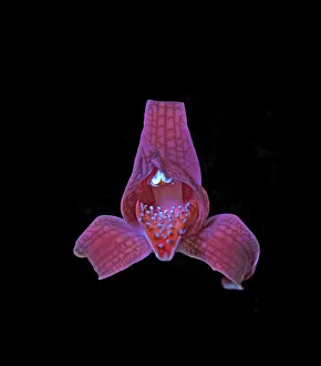 Porcelain orchid (Chloraea magellanica) with osmophores on lip fluorescing in UV light Porcelain orchid (Chloraea magellanica) with osmophores on lip fluorescing in UV light