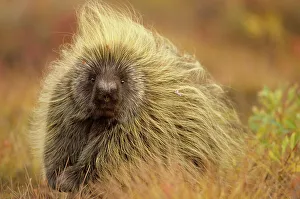 Porcupine (Erethizon dorsatum) on tundra. North Slope, Alaska, USA. September Porcupine (Erethizon dorsatum) on tundra. North Slope, Alaska, USA. September