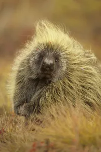 Porcupine (Erethizon dorsatum) on tundra. North Slope, Alaska, USA. September Porcupine (Erethizon dorsatum) on tundra. North Slope, Alaska, USA. September