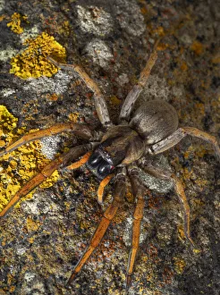 Porto Santo Wolfspider (Hogna schmitzi) Porto Santo island, Madeira Archipelago, Portugal Porto Santo Wolfspider (Hogna schmitzi) Porto Santo island, Madeira Archipelago, Portugal