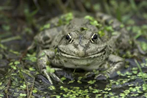 Portrait of an adult Marsh Frog (Rana ridibunda). Captive. Surrey, UK, September Portrait of an adult Marsh Frog (Rana ridibunda). Captive. Surrey, UK, September