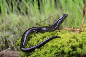 Portrait of an adult Three-toed Earless Skink (Hemiergis talbingoensis) Tallarook Portrait of an adult Three-toed Earless Skink (Hemiergis talbingoensis) Tallarook