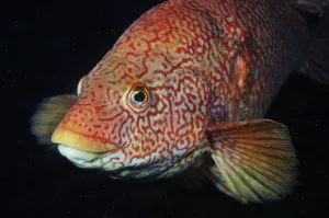 Portrait of Ballan wrasse (Labrus bergylta), St Abbs (St Abbs and Eyemouth Voluntary Portrait of Ballan wrasse (Labrus bergylta), St Abbs (St Abbs and Eyemouth Voluntary
