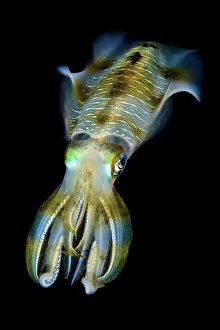 Sea Life Collection: Portrait of Bigfin squid (Sepioteuthis lessoniana) hovering in open water above a