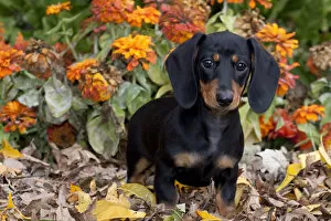 Images Dated 12th September 2009: Portrait of black and tan smooth coated Dachshund puppy, sitting in leaves, with zinnias