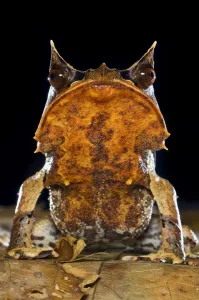 Portrait of Bornean Horned Frog (Megophrys nasuta) amongst leaf-litter in forest floor Portrait of Bornean Horned Frog (Megophrys nasuta) amongst leaf-litter in forest floor