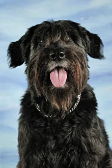 Portrait of a Bouvier des Flander cross-breed dog, sitting and panting Portrait of a Bouvier des Flander cross-breed dog, sitting and panting